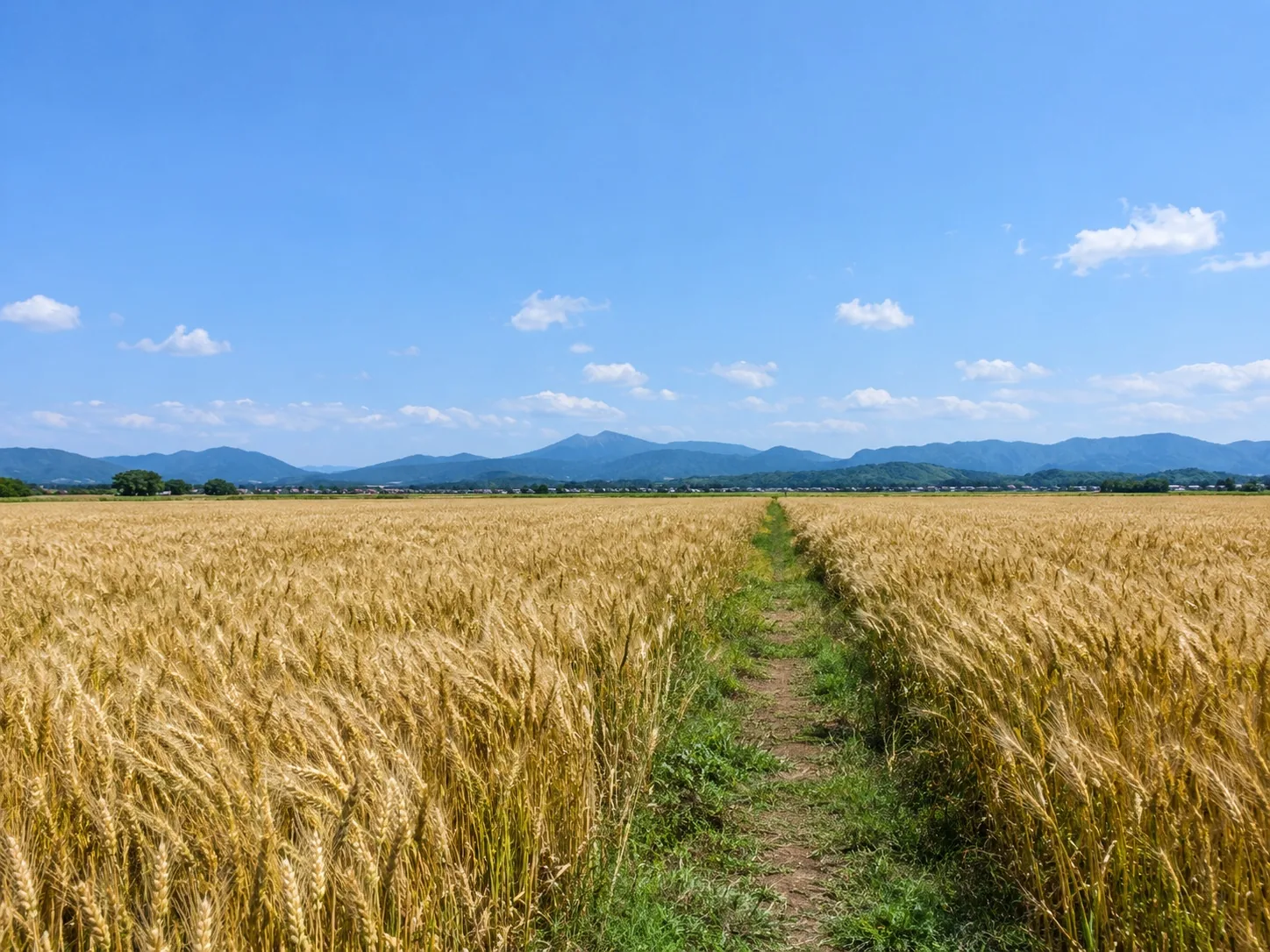 6月の麦畑